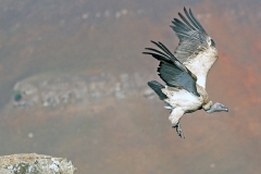 Cape Vulture [Gyps coprotheres]