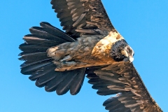 Bearded Vulture [Gypaetus barbatus meridionalis]