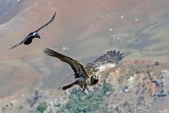 Bearded Vulture [Gypaetus barbatus meridionalis]