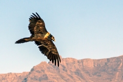 Bearded Vulture [Gypaetus barbatus meridionalis]
