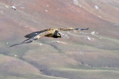 Bearded Vulture [Gypaetus barbatus meridionalis]