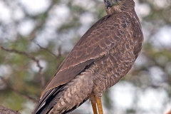 Eastern Chanting Goshawk [Melierax poliopterus]