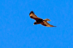 Galapagos Hawk [Buteo galapagoensis] 