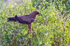 Tawny Eagle [Aquila rapax belisarius]