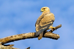 Tawny Eagle [Aquila rapax belisarius]