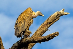 Rüppell's Vulture [Gyps rueppelli rueppelli]