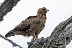 Wahlberg's Eagle [Hieraaetus wahlbergi]
