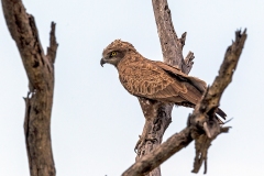 Brown Snake Eagle [Circaetus cinereus]