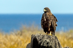 Galapagos Hawk [Buteo galapagoensis] 