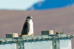 Variable Hawk [Geranoaetus polyosoma polyosoma] 