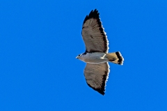Variable Hawk [Geranoaetus polyosoma polyosoma] 
