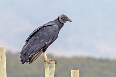 Black Vulture [Coragyps atratus]