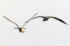 White-tailed Kite [Elanus leucurus leucurus]