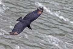 Black Vulture [Coragyps atratus]