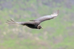 Black Vulture [Coragyps atratus]