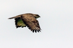 Common Buzzard [Buteo buteo buteo] 