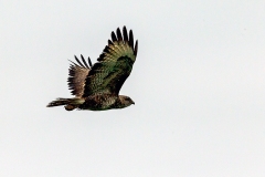 Common Buzzard [Buteo buteo buteo] 