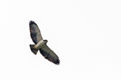 Short-tailed Hawk [Buteo brachyurus brachyurus] 