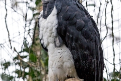 Harpy Eagle [Harpia harpyja]