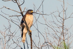 Roadside Hawk [Rupornis magnirostris pucherani] 