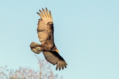 Lesser Yellow-headed Vulture [Cathartes burrovianus urubutinga]
