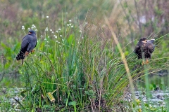 Snail Kite [Rostrhamus sociabilis sociabilis] 