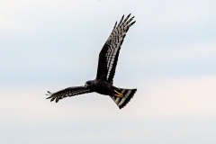 Long-winged Harrier [Circus buffoni]