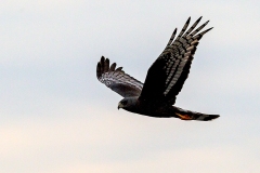 Long-winged Harrier [Circus buffoni]