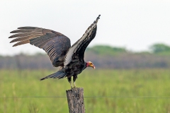 Lesser Yellow-headed Vulture [Cathartes burrovianus urubutinga]