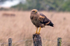 Savanna Hawk [Buteogallus meridionalis] 