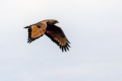 Savanna Hawk [Buteogallus meridionalis] 