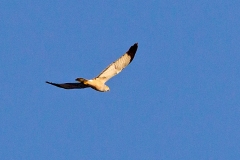 Cinereous Harrier [Circus cinereus]