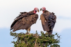 Lappet-faced Vulture [Torgos tracheliotos tracheliotos]