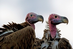 Lappet-faced Vulture [Torgos tracheliotos tracheliotos]