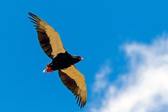 Bateleur [Terathopius ecaudatus]