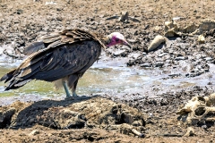 Hooded Vulture [Necrosyrtes monachus]