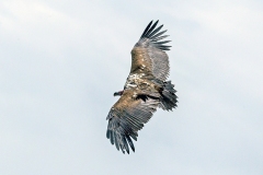 Lappet-faced Vulture [Torgos tracheliotos tracheliotos]