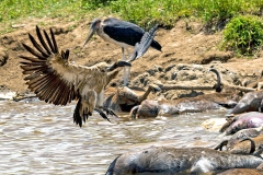 White-backed Vulture [Gyps africanus]