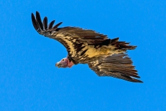 Lappet-faced Vulture [Torgos tracheliotos tracheliotos]