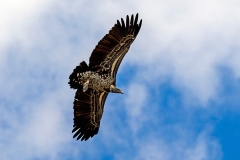 Rüppell's Vulture [Gyps rueppelli rueppelli]