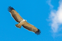 Martial Eagle [Polemaetus bellicosus]