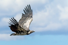 Rüppell's Vulture [Gyps rueppelli rueppelli]