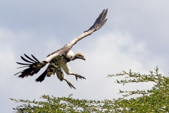 Rüppell's Vulture [Gyps rueppelli rueppelli]