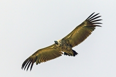 White-backed Vulture [Gyps africanus]
