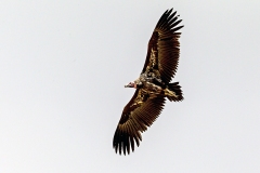 Lappet-faced Vulture [Torgos tracheliotos tracheliotos]