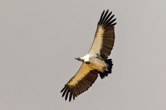 White-backed Vulture [Gyps africanus]