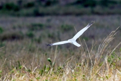 Pallid Harrier [Circus macrourus]