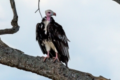 White-headed Vulture [Trigonoceps occipitalis]