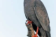 Dark Chanting Goshawk [Melierax metabates metabates]