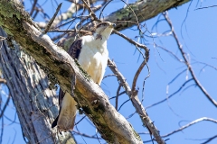 Augur Buzzard [Buteo augur augur] 